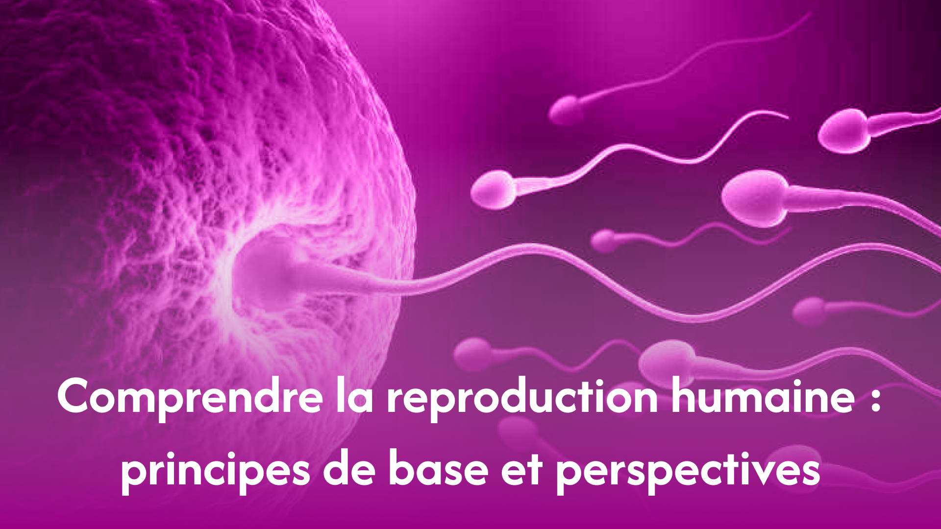 reproduction-humaine