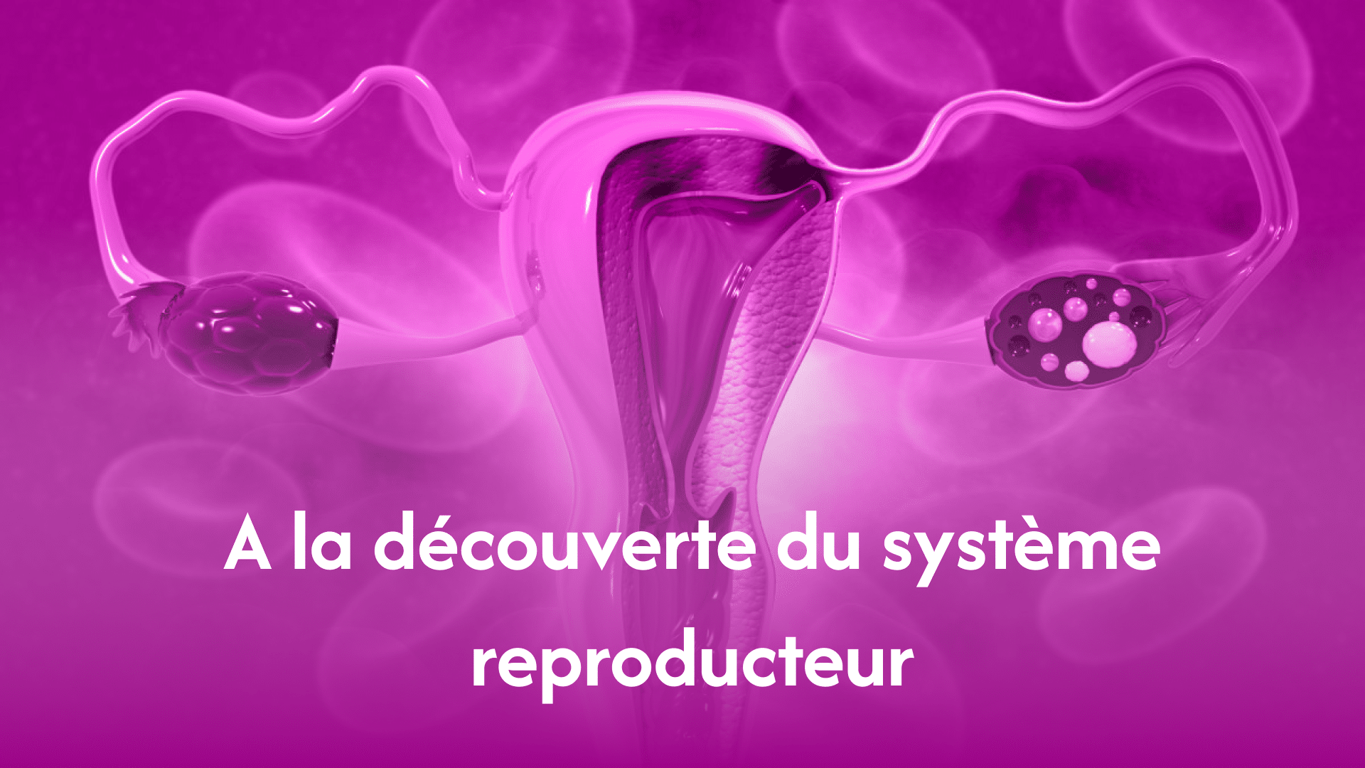 decouverte-systeme-reproducteur